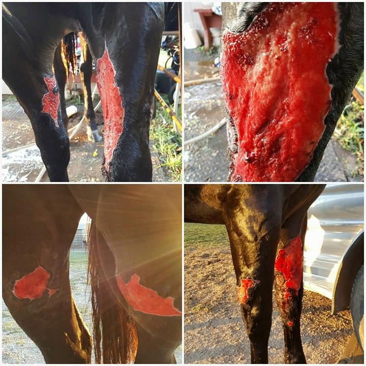 Treatment of Equine Purpura Hemorrhagica Following Strangles – PF ...